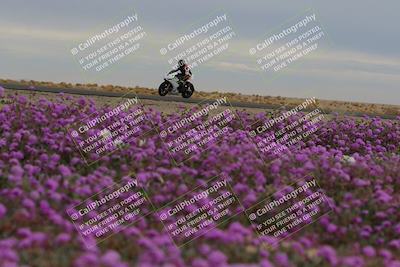 media/Jan-14-2023-SoCal Trackdays (Sat) [[497694156f]]/Turn 14 Exit Bloomig (145pm)/
